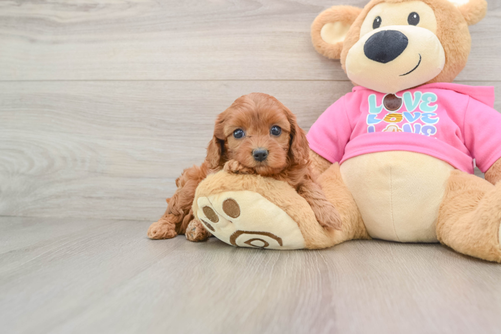 Cavapoo Puppy for Adoption