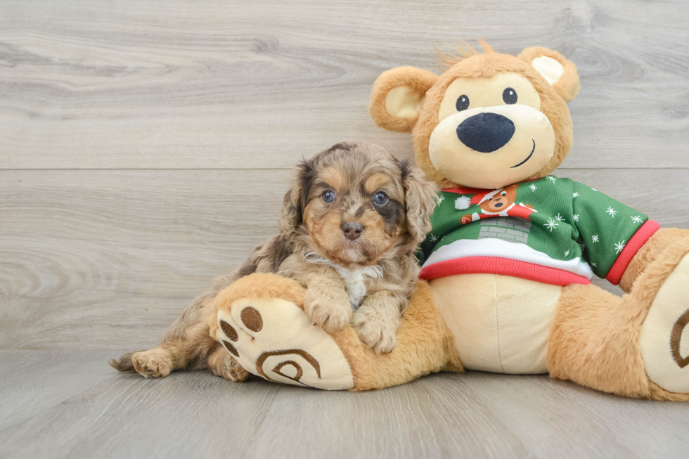 Small Cavapoo Baby