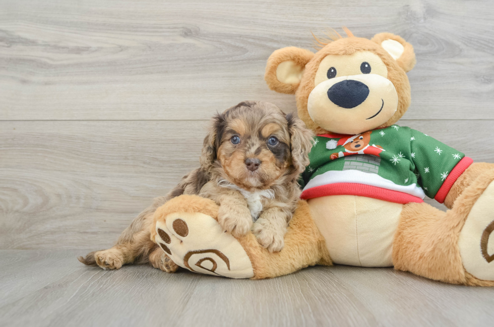 5 week old Cavapoo Puppy For Sale - Lone Star Pups