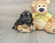 7 week old Cavapoo Puppy For Sale - Lone Star Pups