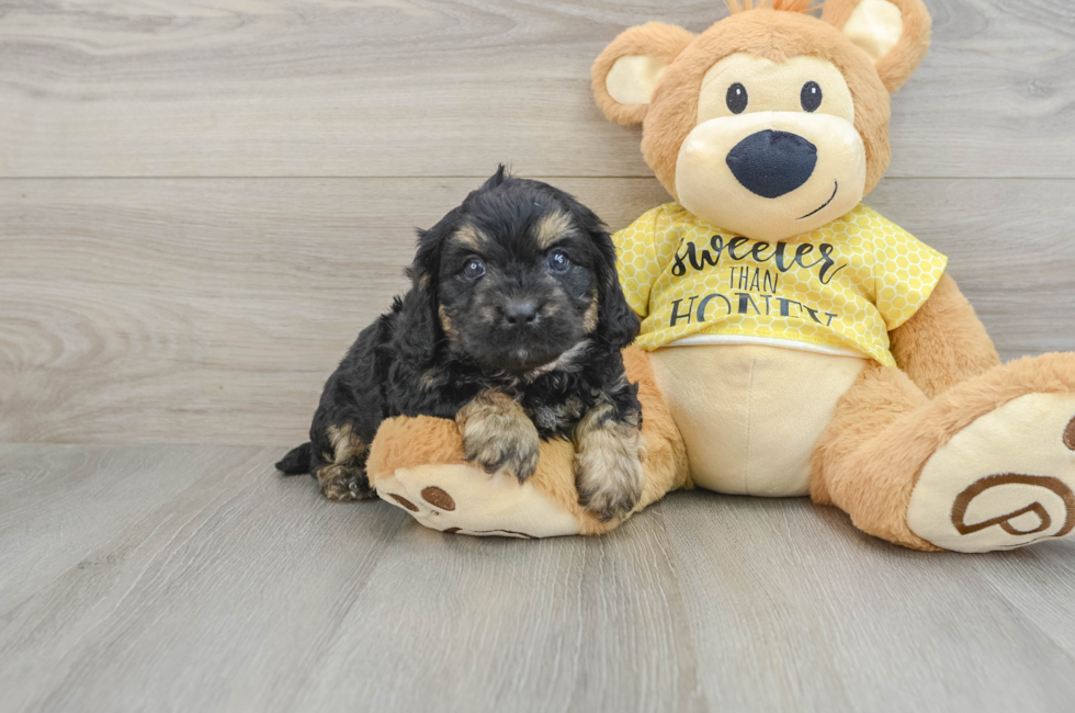 6 week old Cavapoo Puppy For Sale - Lone Star Pups