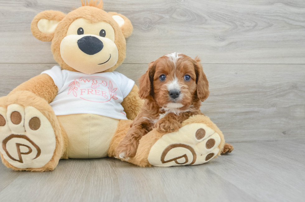 5 week old Cavapoo Puppy For Sale - Lone Star Pups