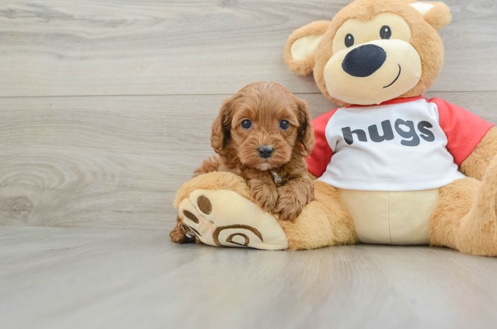 5 week old Cavapoo Puppy For Sale - Lone Star Pups