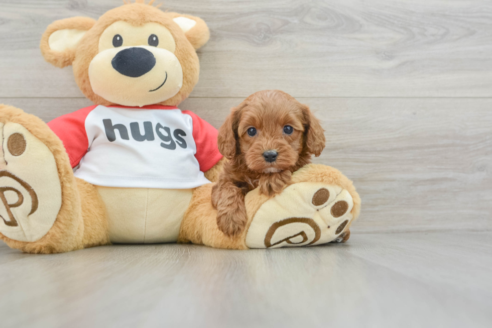 Cute Cavapoo Baby