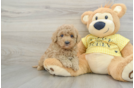 Funny Cavapoo Poodle Mix Pup