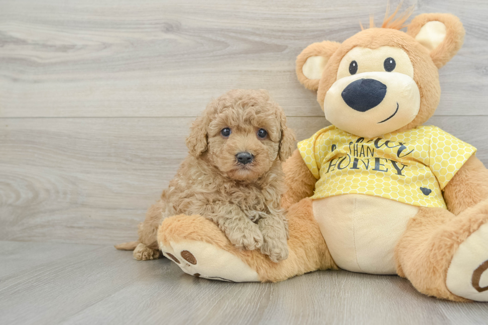 Funny Cavapoo Poodle Mix Pup