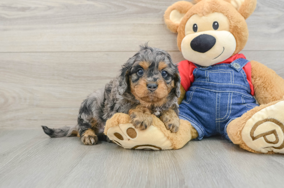 6 week old Cavapoo Puppy For Sale - Lone Star Pups