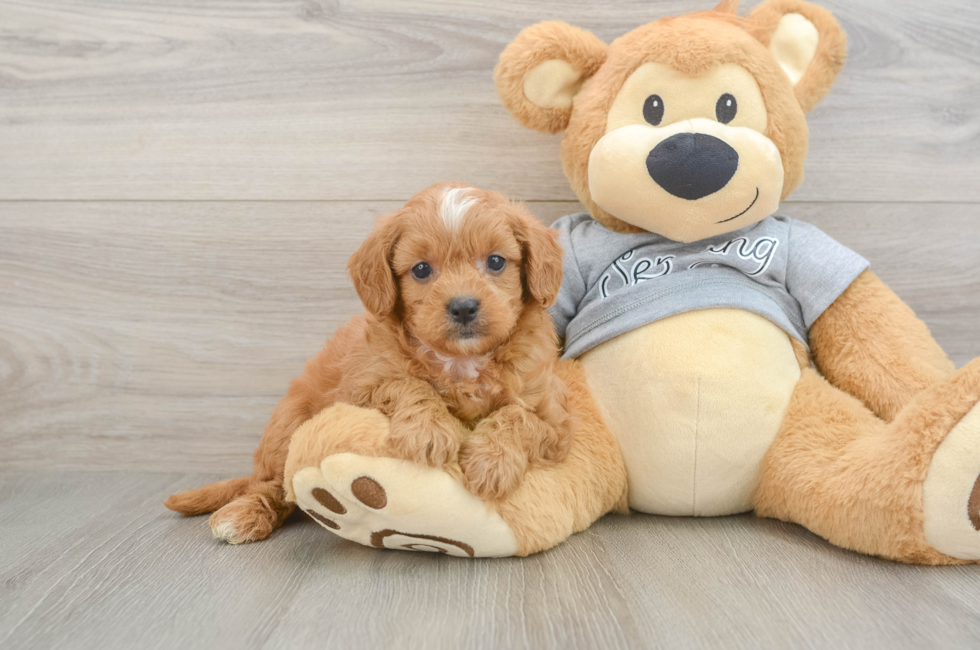 5 week old Cavapoo Puppy For Sale - Lone Star Pups