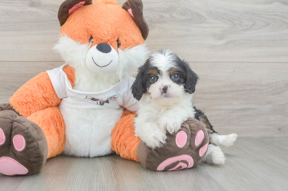 5 week old Cavapoo Puppy For Sale - Lone Star Pups