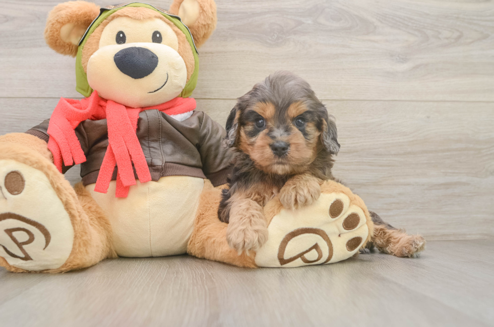 5 week old Cavapoo Puppy For Sale - Lone Star Pups