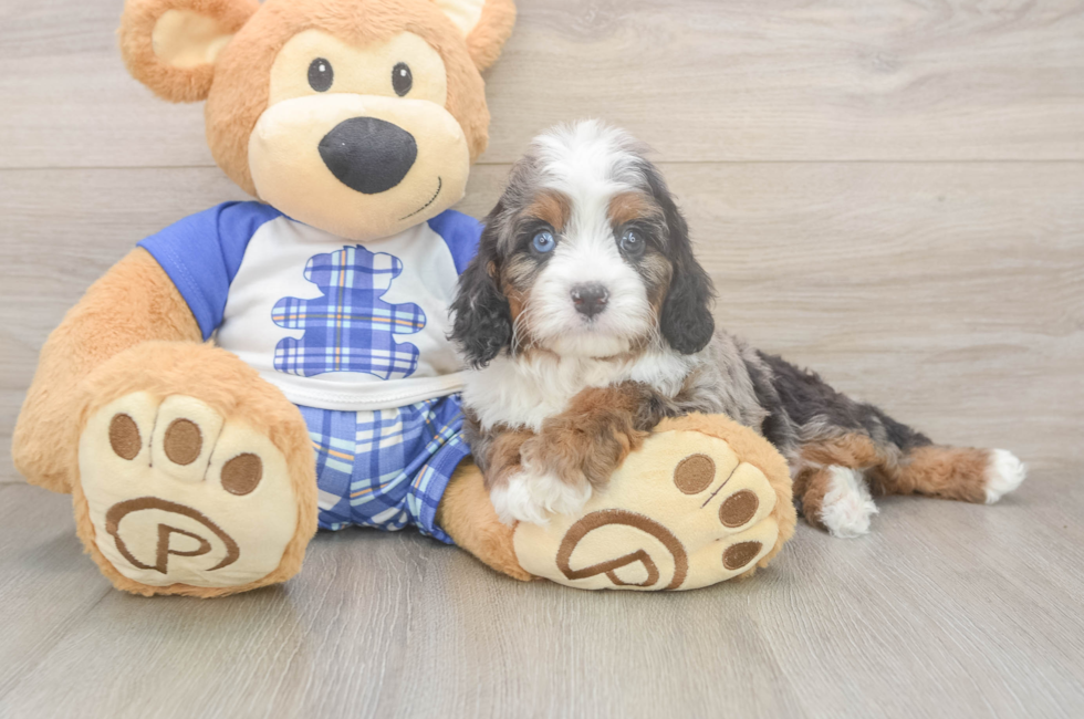 6 week old Cavapoo Puppy For Sale - Lone Star Pups