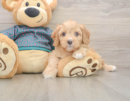 9 week old Cavapoo Puppy For Sale - Lone Star Pups