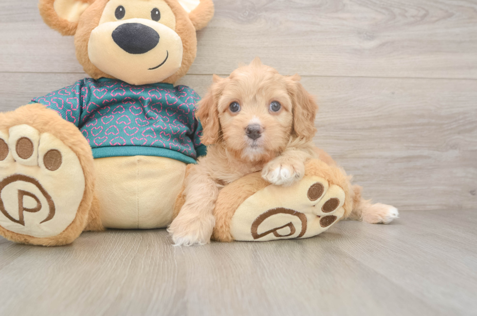 8 week old Cavapoo Puppy For Sale - Lone Star Pups
