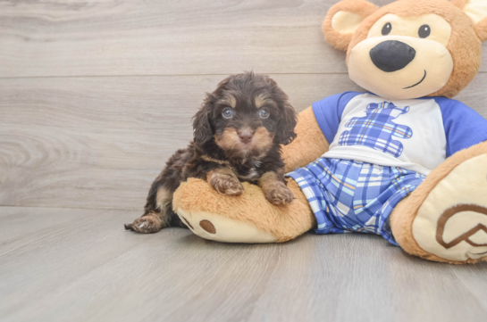5 week old Cavapoo Puppy For Sale - Lone Star Pups Best Cavapoo Baby