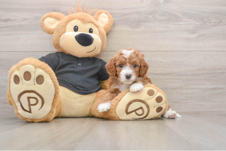 Cavapoo Pup Being Cute