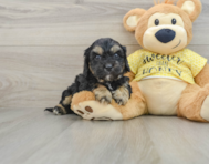 7 week old Cavapoo Puppy For Sale - Lone Star Pups