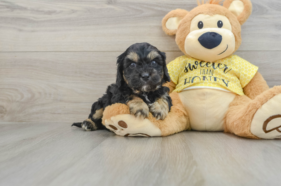 6 week old Cavapoo Puppy For Sale - Lone Star Pups