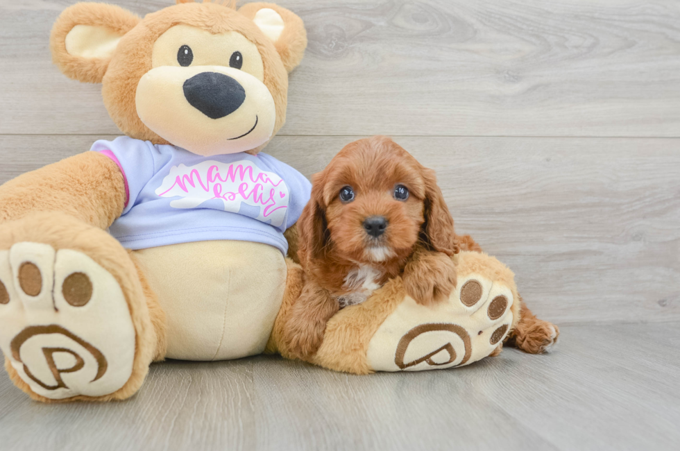 6 week old Cavapoo Puppy For Sale - Lone Star Pups