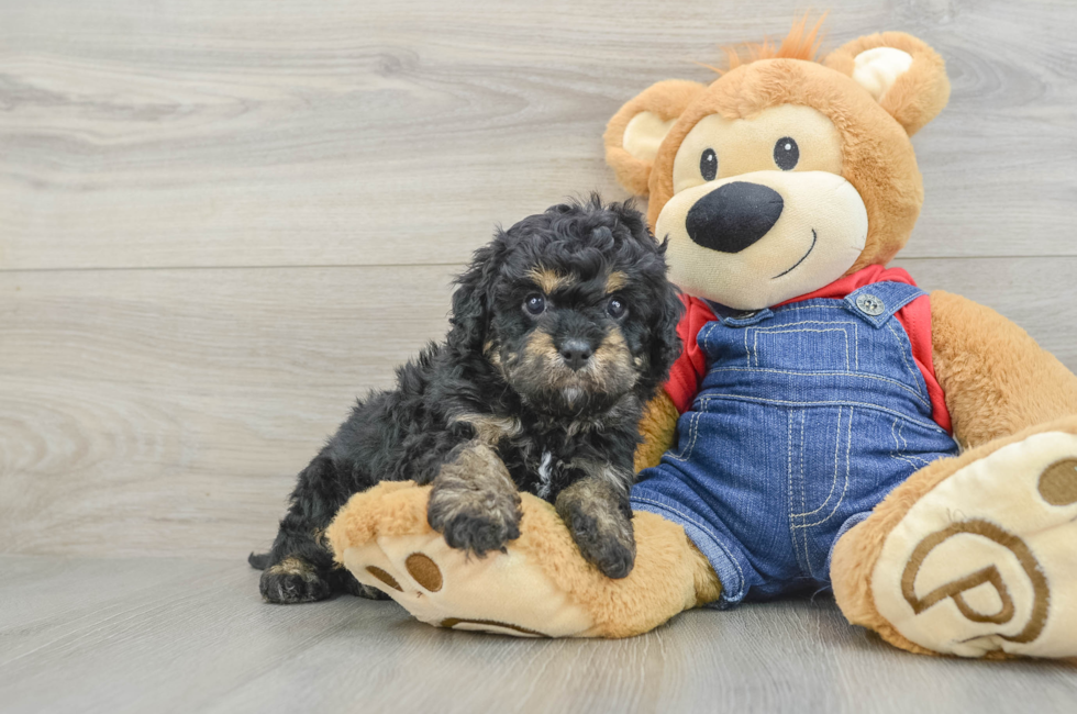 6 week old Cavapoo Puppy For Sale - Lone Star Pups