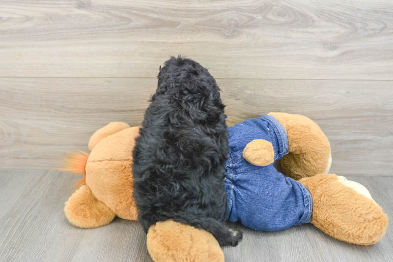 Meet Gerswald - our Cavapoo Puppy Photo 2/3 - Lone Star Pups