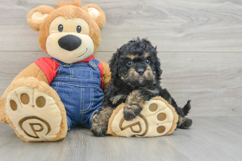Meet Gerswald - our Cavapoo Puppy Photo 3/3 - Lone Star Pups