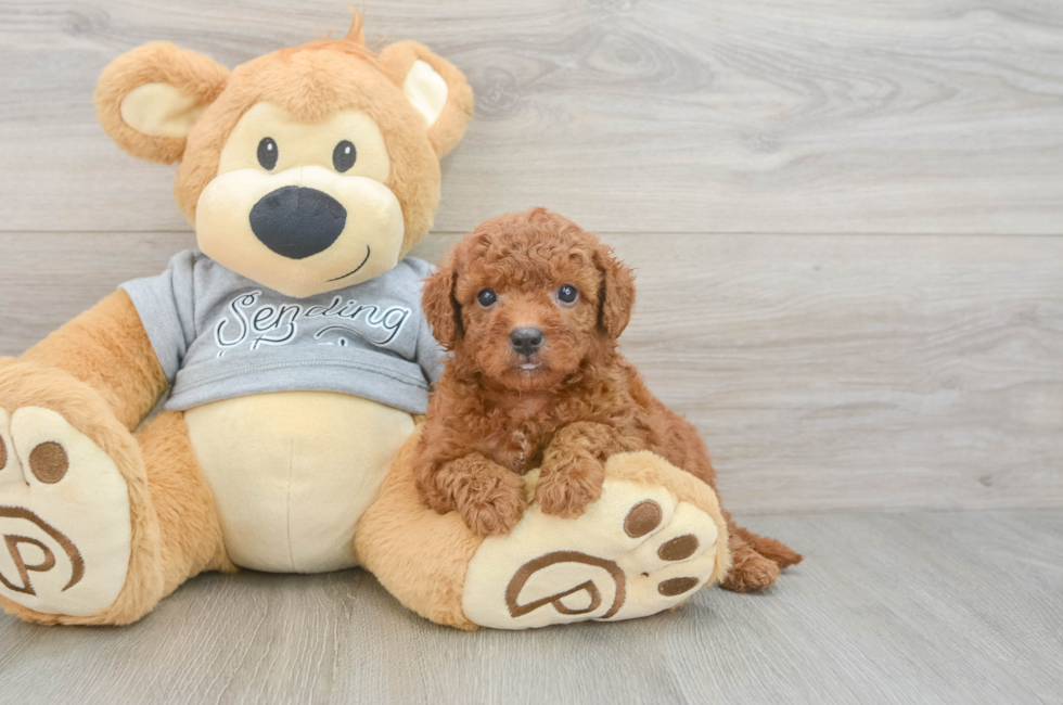5 week old Cavapoo Puppy For Sale - Lone Star Pups