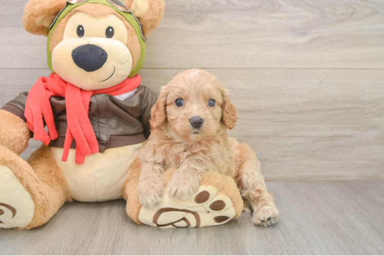 Cavapoo Puppy for Adoption