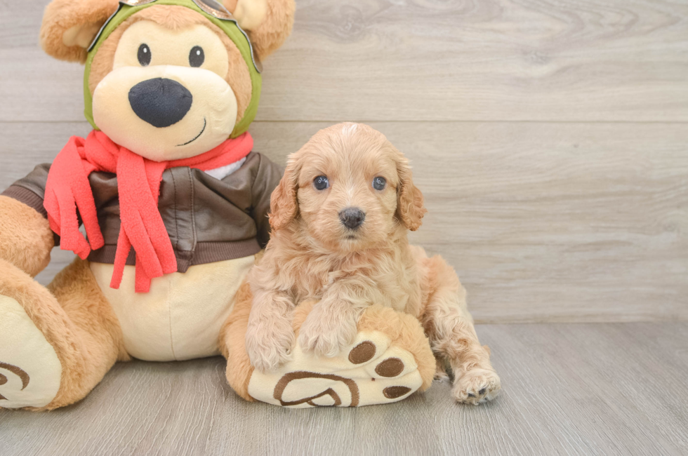 5 week old Cavapoo Puppy For Sale - Lone Star Pups