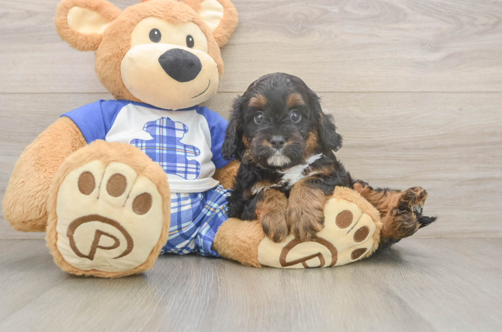 6 week old Cavapoo Puppy For Sale - Lone Star Pups