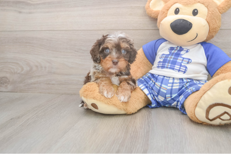 Cavapoo Puppy for Adoption