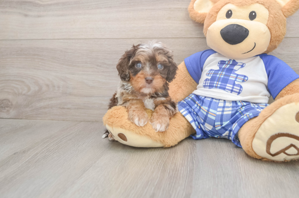 5 week old Cavapoo Puppy For Sale - Lone Star Pups
