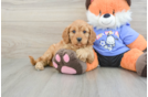 Friendly Cavapoo Baby