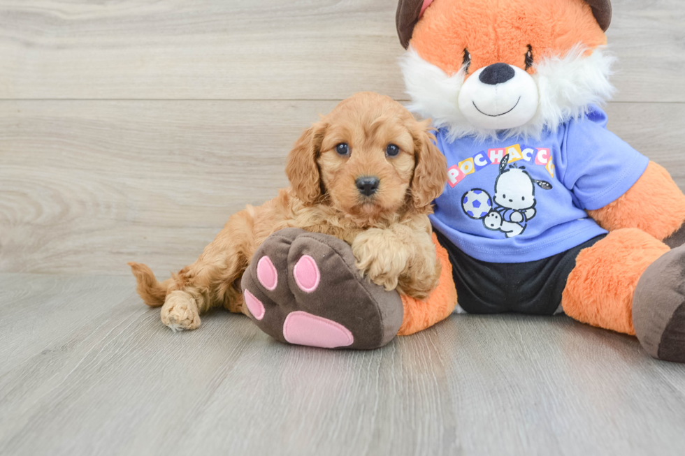 Friendly Cavapoo Baby