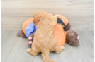 Funny Cavapoo Poodle Mix Pup