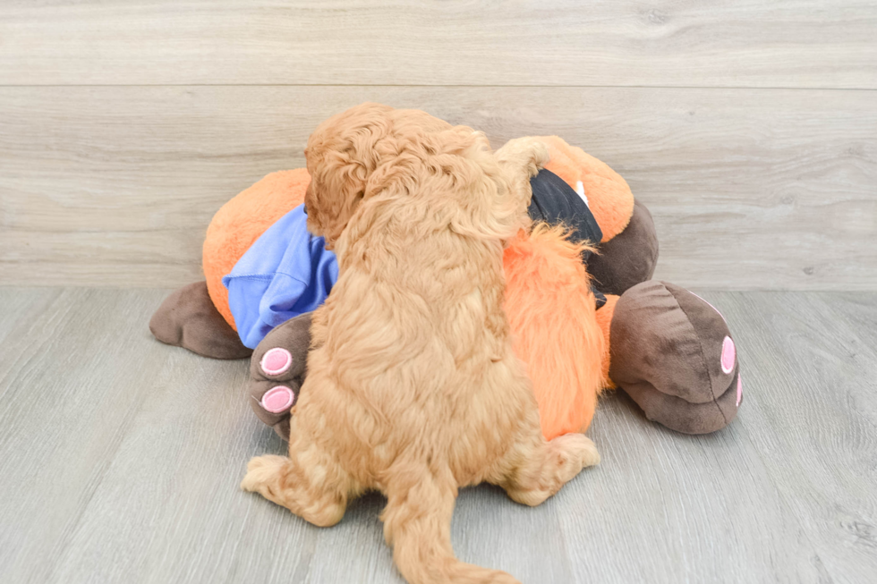 Funny Cavapoo Poodle Mix Pup