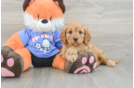 Cavapoo Puppy for Adoption