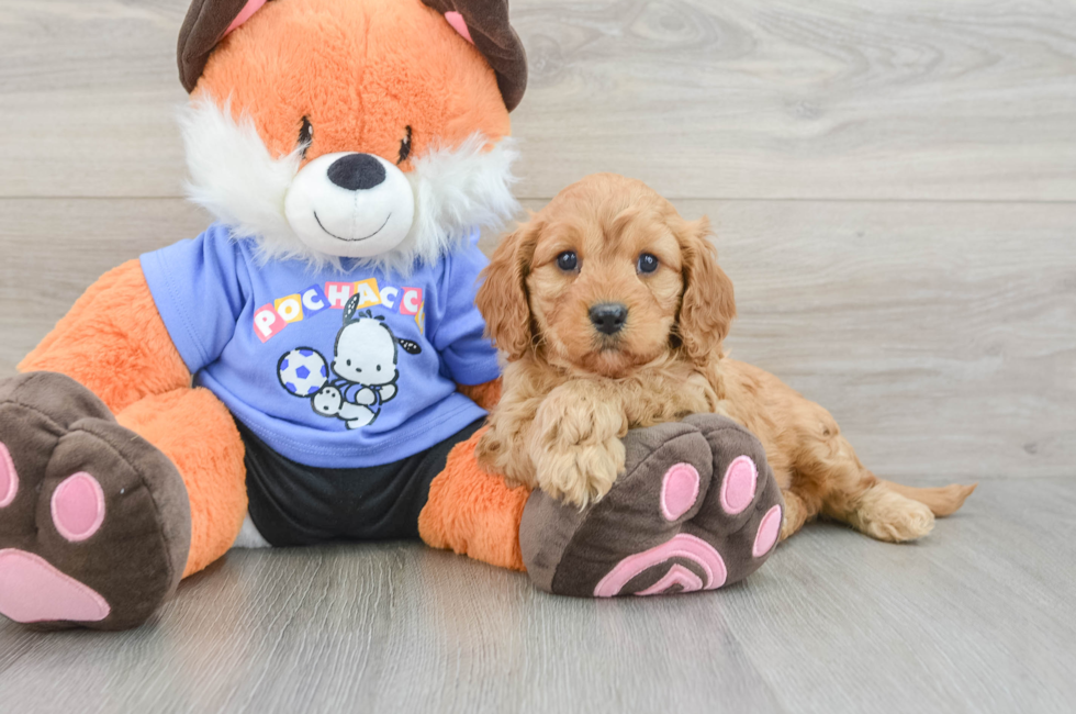 6 week old Cavapoo Puppy For Sale - Lone Star Pups
