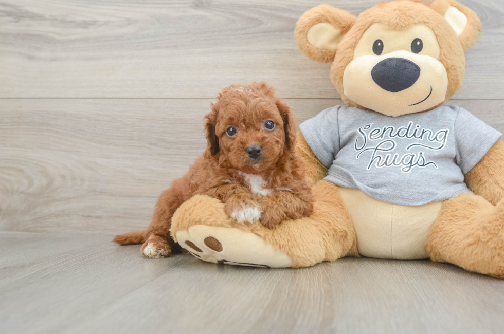 5 week old Cavapoo Puppy For Sale - Lone Star Pups