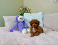9 week old Cavapoo Puppy For Sale - Lone Star Pups