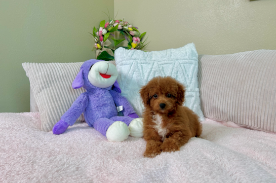 Best Cavapoo Baby