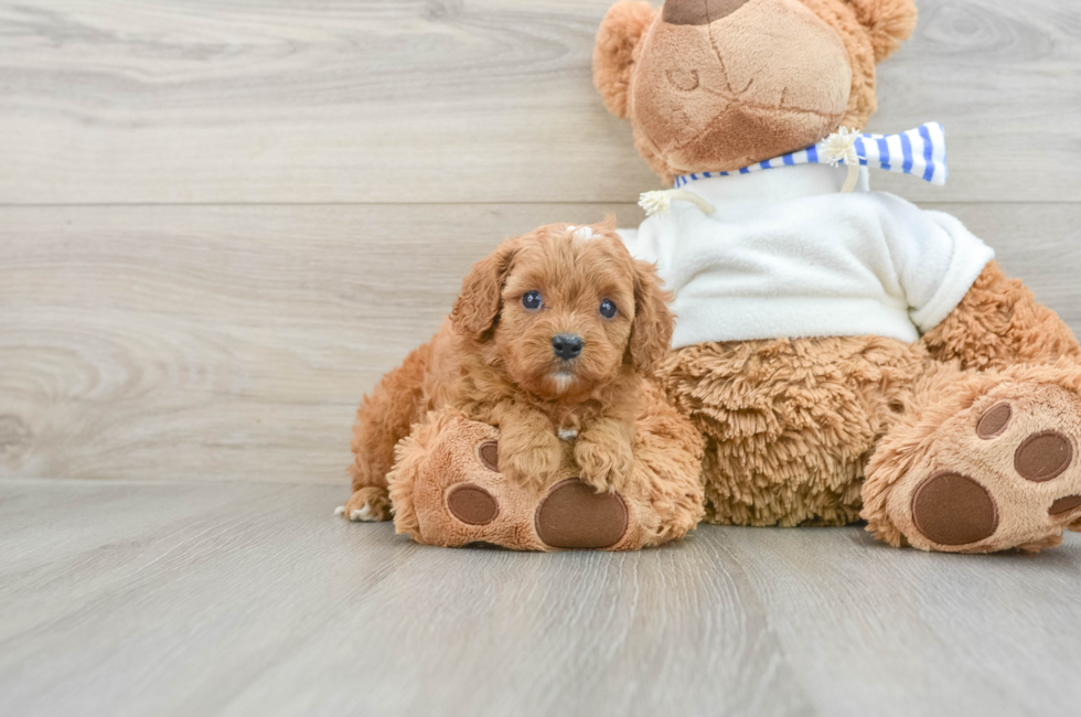 7 week old Cavapoo Puppy For Sale - Lone Star Pups