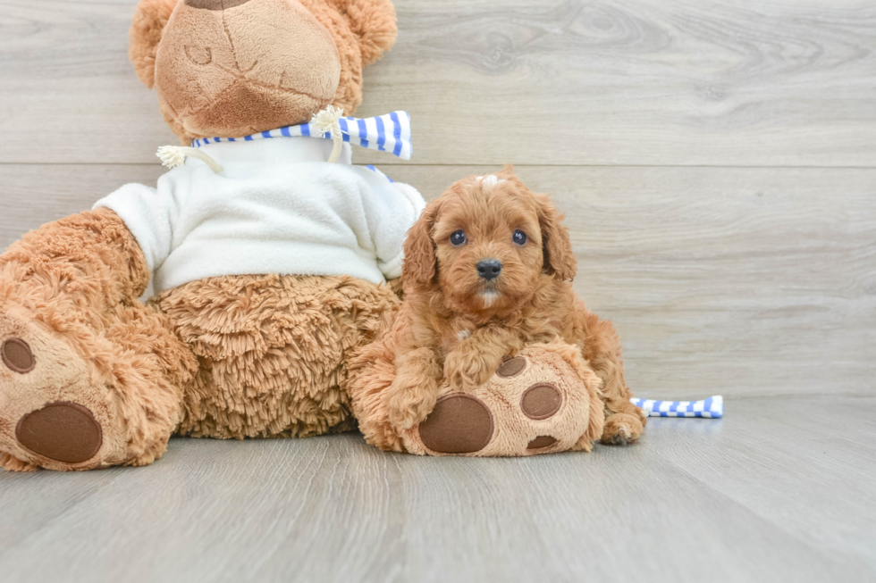 Funny Cavapoo Poodle Mix Pup