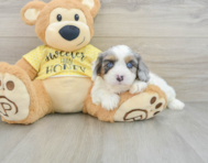 7 week old Cavapoo Puppy For Sale - Lone Star Pups