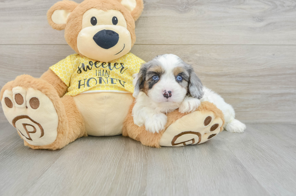 6 week old Cavapoo Puppy For Sale - Lone Star Pups