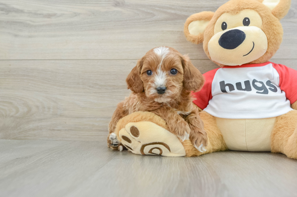 5 week old Cavapoo Puppy For Sale - Lone Star Pups