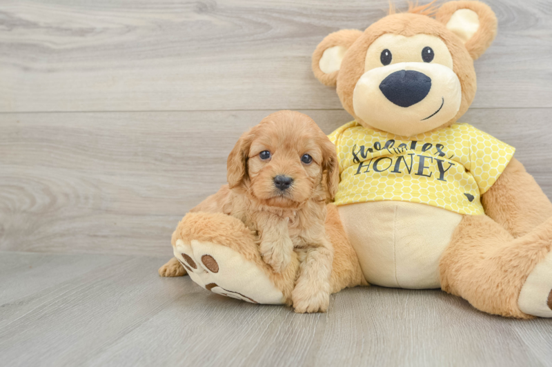 Meet Goody Boy - our Cavapoo Puppy Photo 1/3 - Lone Star Pups