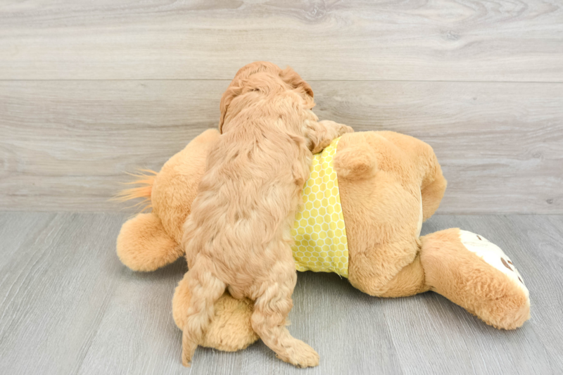 Meet Goody Boy - our Cavapoo Puppy Photo 2/3 - Lone Star Pups