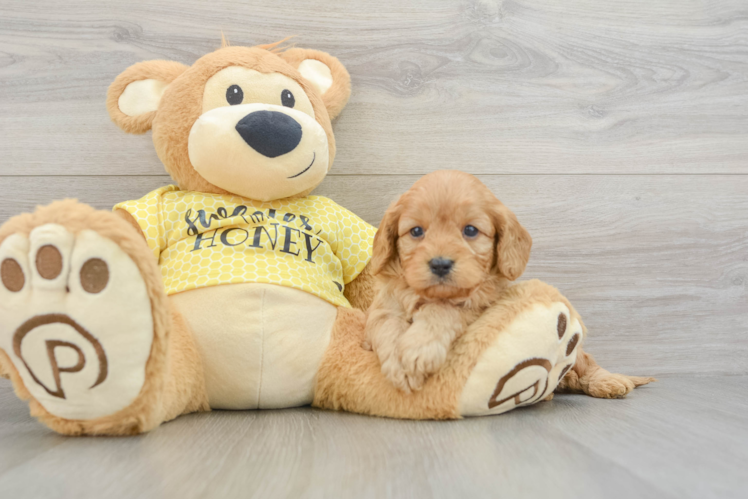 Cavapoo Puppy for Adoption