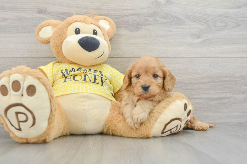 Meet Goody Boy - our Cavapoo Puppy Photo 3/3 - Lone Star Pups