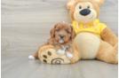 Adorable Cavalier King Charles Spaniel and Poodle Mix Poodle Mix Puppy